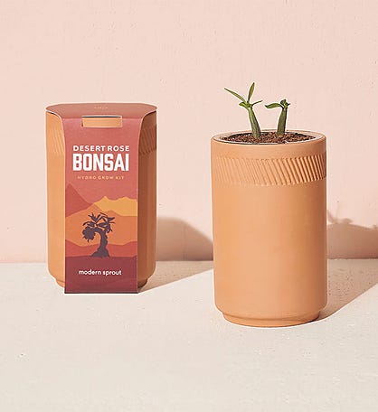 Desert Rose Bonsai Terracotta Grow Kit